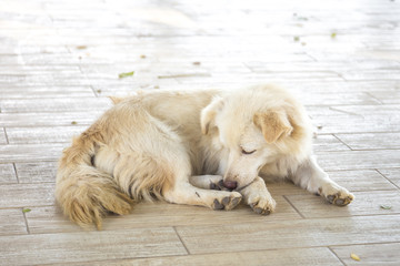The dog has a rest