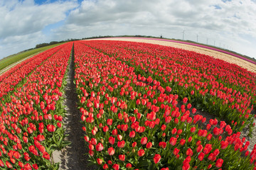 Fish eye view of a tulip field ,the Netherlands.