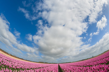 Fish eye view of a tulip field , the Netherlands. © andreanita