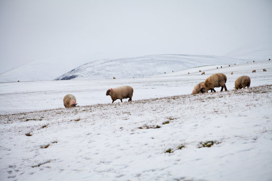 Mountains Winter Pentland Hills Scotland