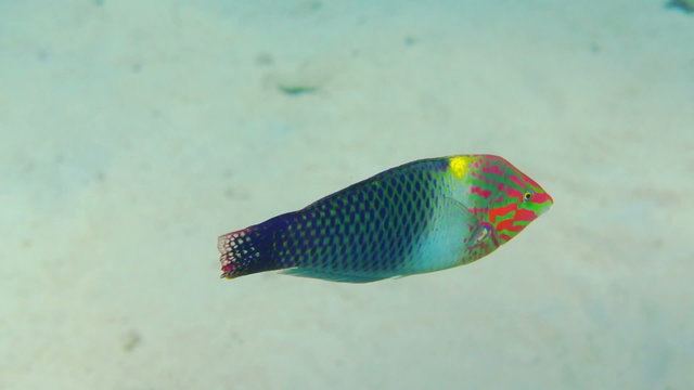 Klunzinger's wrasse of Red sea