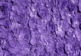 Baumrinde Fichte violett