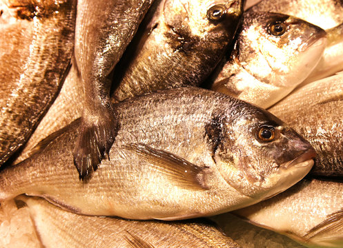 Black Seabream Spondyliosoma cantharus mediterranean sea food fr