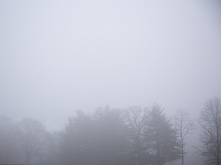 Foggy sky and a distant tree line