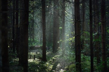 Fototapeta premium Morning fog in a dark and mystical forest in Latvia