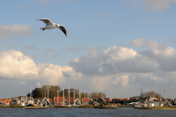 Fototapeta na wymiar Seagull in Marken, Netherlands