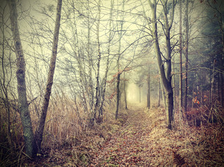 Obraz premium Mysterious autumnal forest in a foggy day.