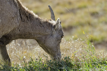 Yellowstone Park - Ziege (Einhorn)