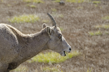 Yellowstone Park - Ziege (Einhorn)
