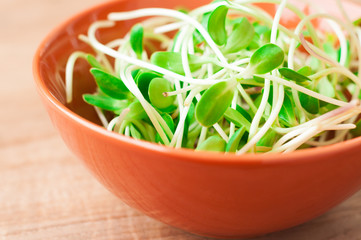 green young sunflower sprouts