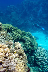 coral reef with divers  tropical sea ,underwater
