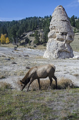 Yellowstone Park - Elchkuh vor Versteinerung