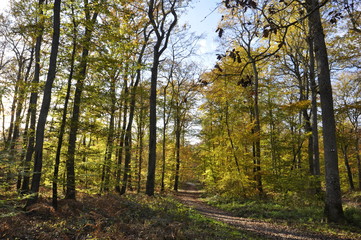 Fototapeta premium Automne