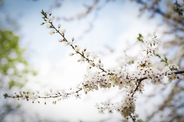 Cherry blossom tree