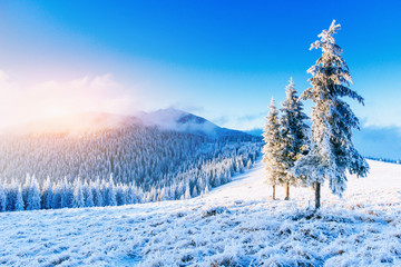 magical winter snow covered tree