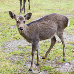 Nara deer