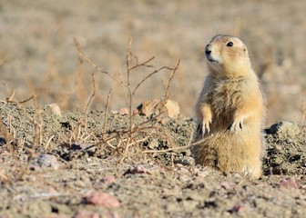 Black-Tailed Prairie Dog