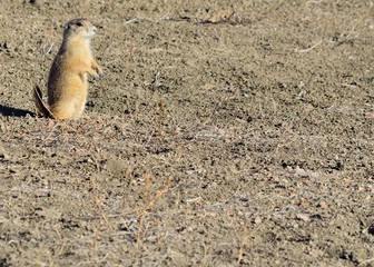 Black-Tailed Prairie Dog