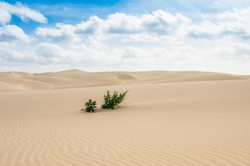 Fototapeta na wymiar Sand dunes in Viana desert - Deserto de Viana in Boavista - Cape