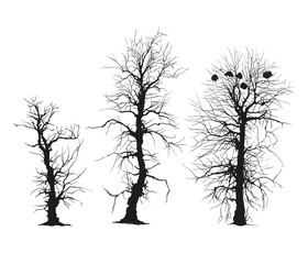 trees silhouettes. Vector. Isolated on white.