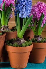 Group of fresh bulb spring flowers in ceramic pot