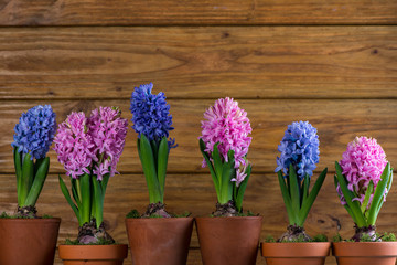 Group of fresh bulb spring flowers in ceramic pot
