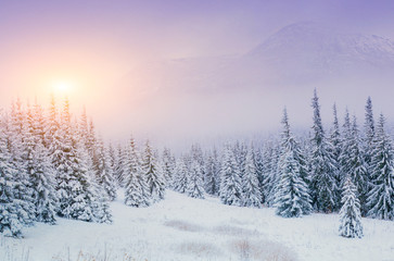 Trees in the fog