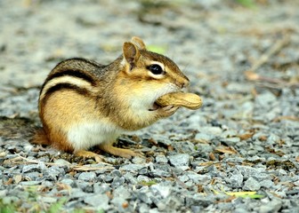 Chipmunk