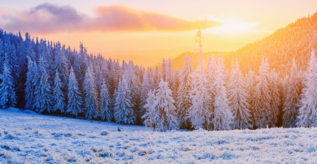 winter landscape trees in frost