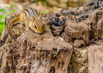Chipmunk