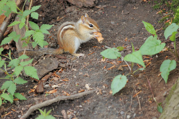 Chipmunk