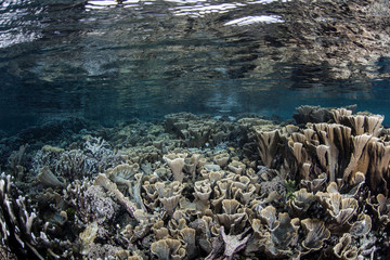 Fototapeta na wymiar Shallow Reef and Calm Water