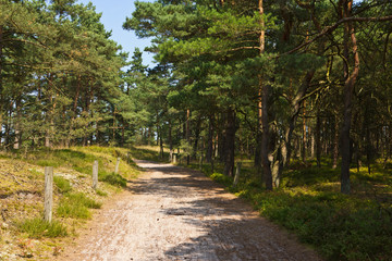 Weg zum Strand bei Prerow