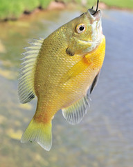 Sunfish On A Hook