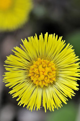 Coltsfoot (Tussilago farfara)