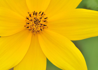 Yellow Flower