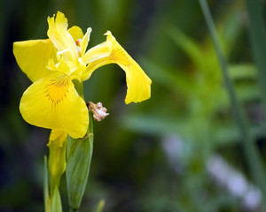 Yellow iris  (Iris pseudacorus)