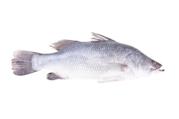 Seabass, Dicentrarchus labrax on white background