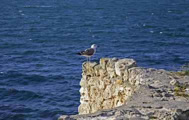 Black sea in Chersonesus. Ukraine