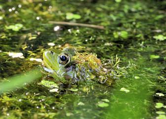 Bullfrog