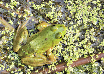 Bullfrog