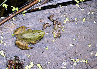 Bullfrog