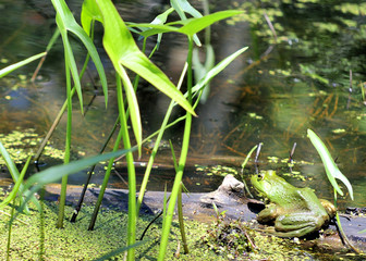 Bullfrog On A Log