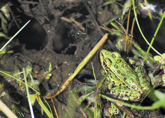 Leopard Frog