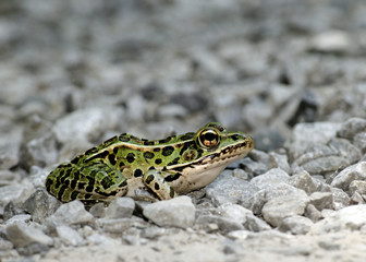 Leopard Frog