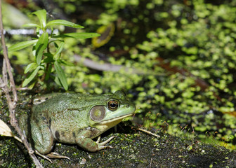 Bullfrog