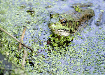 Bullfrog
