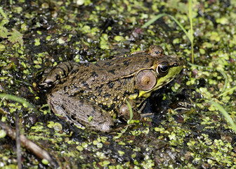 Bullfrog