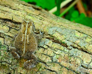 Toad
