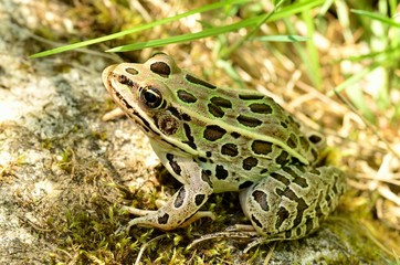 Fototapeta premium Leopard Frog